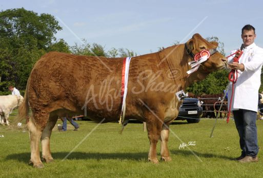 Curraghree Sensation owned by Raymond Crawford